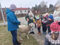 Dzieci z grupy Słoneczka karmią baranka marchewką